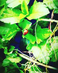 Close-up of insect on plant