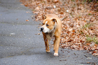 Portrait of dog