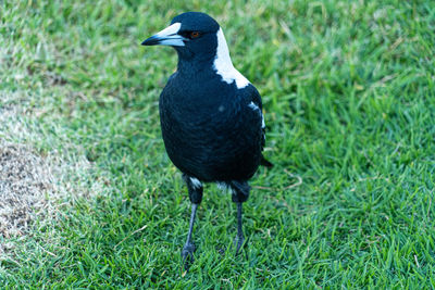 Close-up of bird australian magpie perching on grass