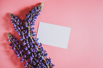 Close-up of pink flowering plant against wall