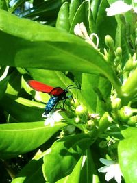 Close-up of insect on leaf