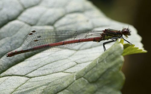 Close-up of dragonfly