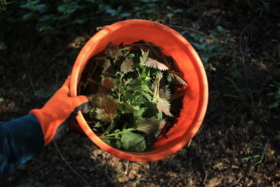 Close-up of hand holding plant on field