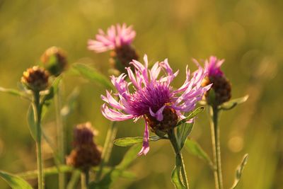 Close-up of pink thistle flowers on field