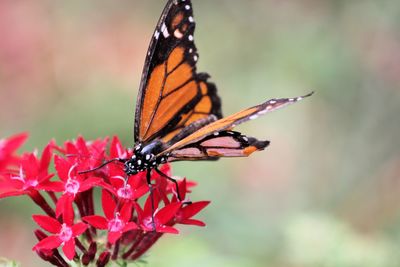 Close-up of butterfly pollinating on pink flower