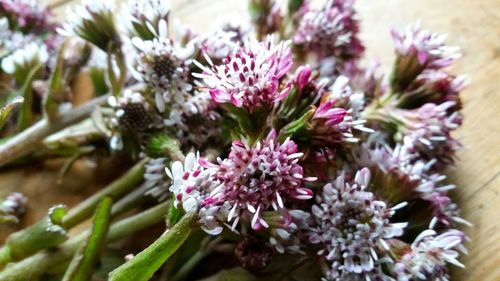 Close-up of flowers blooming outdoors