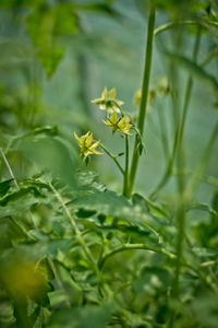 Close-up of flowering plant on field