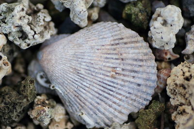 Close-up of leaf