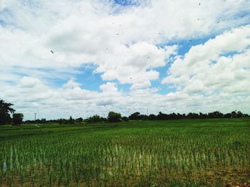 Scenic view of agricultural field against sky