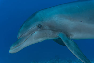 Dolphin swimming in the red sea, eilat israel