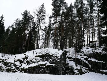 Trees in snow covered forest