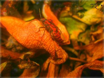 Close-up of orange