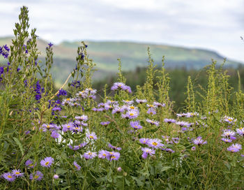 Close-up of purple flowering plants on field