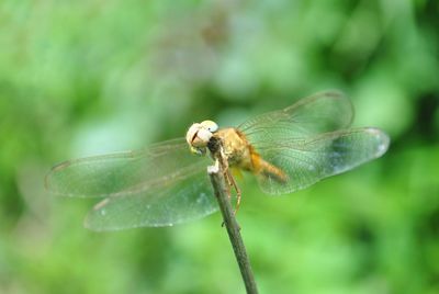 Close-up of dragonfly on plant