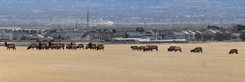 Elks on grassy field 