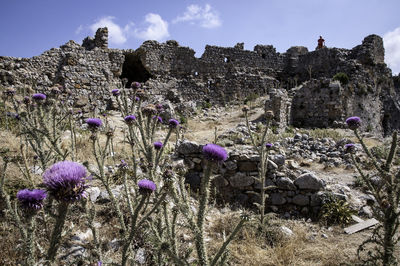 Thistle growing on field against old ruin castle