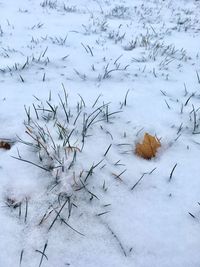 Close-up of plants during winter