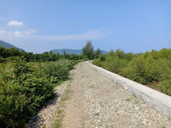 Dirt road along plants and trees against sky