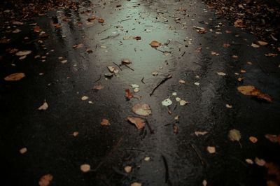 Leaves in autumn