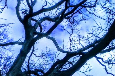 Low angle view of bare tree against sky