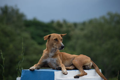 View of a dog looking away