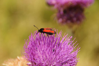 Close-up of butterfly pollinating flower