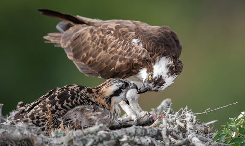 Close-up of birds