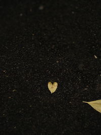 High angle view of dry leaf on field