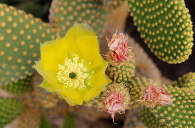 Close-up of yellow flower blooming on cactus