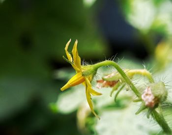 Close-up of insect on flower