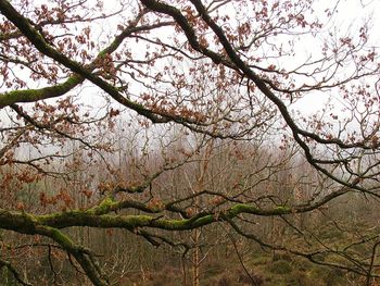 Low angle view of flower tree against sky