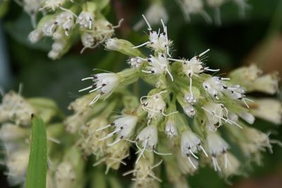 Close-up of white flowers