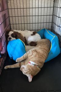 Cat and dog relaxing on pet bed in cage