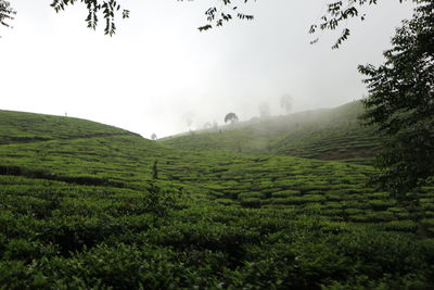 Scenic view of tea agricultural field against sky