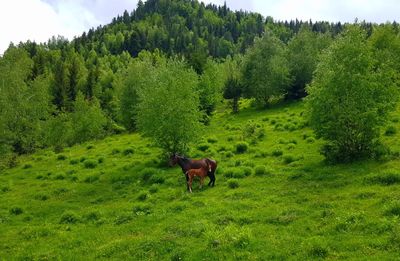 Horse in a field