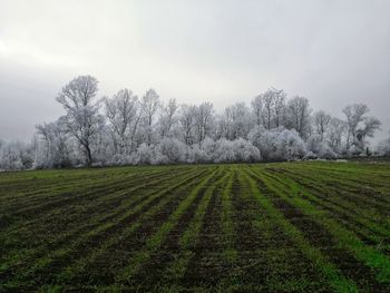 Scenic view of agricultural field against sky