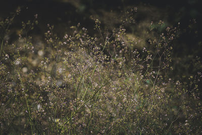 Close-up of flowering plants on field