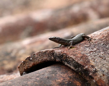 Close-up of lizard on roof tile