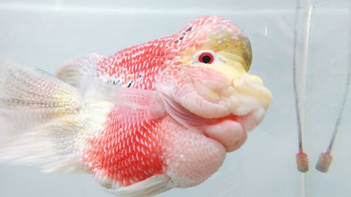 Close-up of fish swimming in water