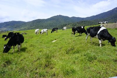 Cows grazing on field against sky