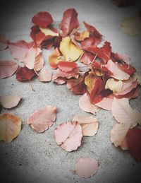 Close-up of fallen maple leaves