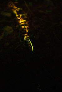 Yellow flower plant growing outdoors