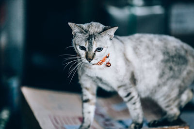 Close-up portrait of tabby cat