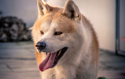 Close-up of akita looking away