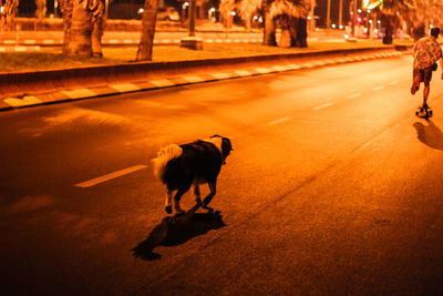 Dog walking on road in city at night