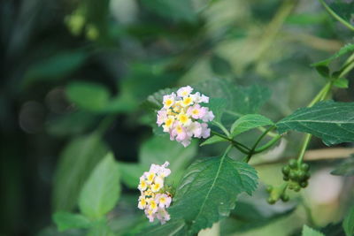 Close-up of flowering plant