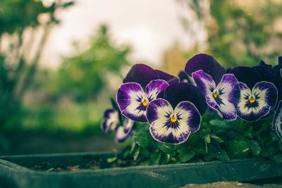 Close-up of purple flowering plant