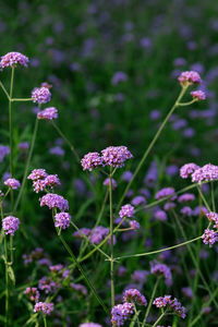 Close-up of purple flowering plants