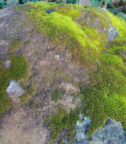 High angle view of moss growing on rocks