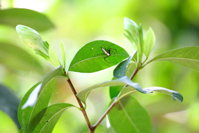 Close-up of insect on plant